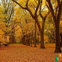 Tranh dán tường Hàn Quốc 3d khổ lớn ở Hà Nội NA - 426